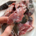 一件代发品牌鲜切甲鱼肉，可入驻商超