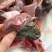 一件代发品牌鲜切甲鱼肉，可入驻商超