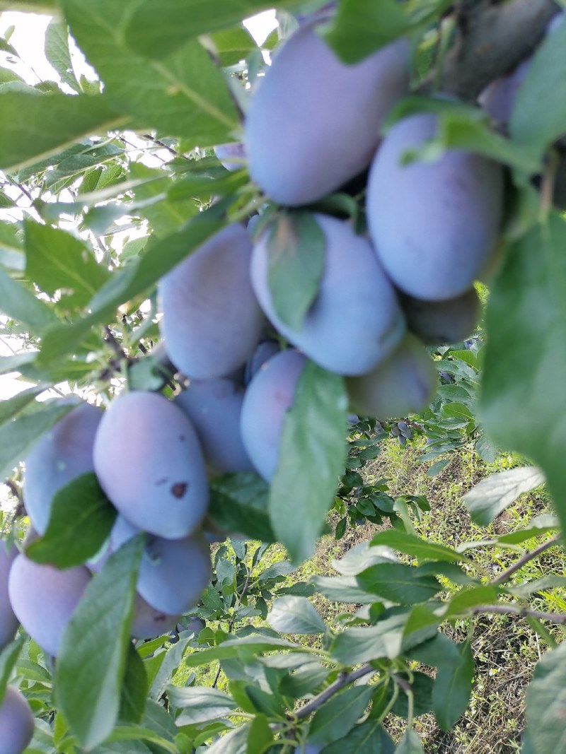 西梅蓝蜜，山地西梅，果子很甜