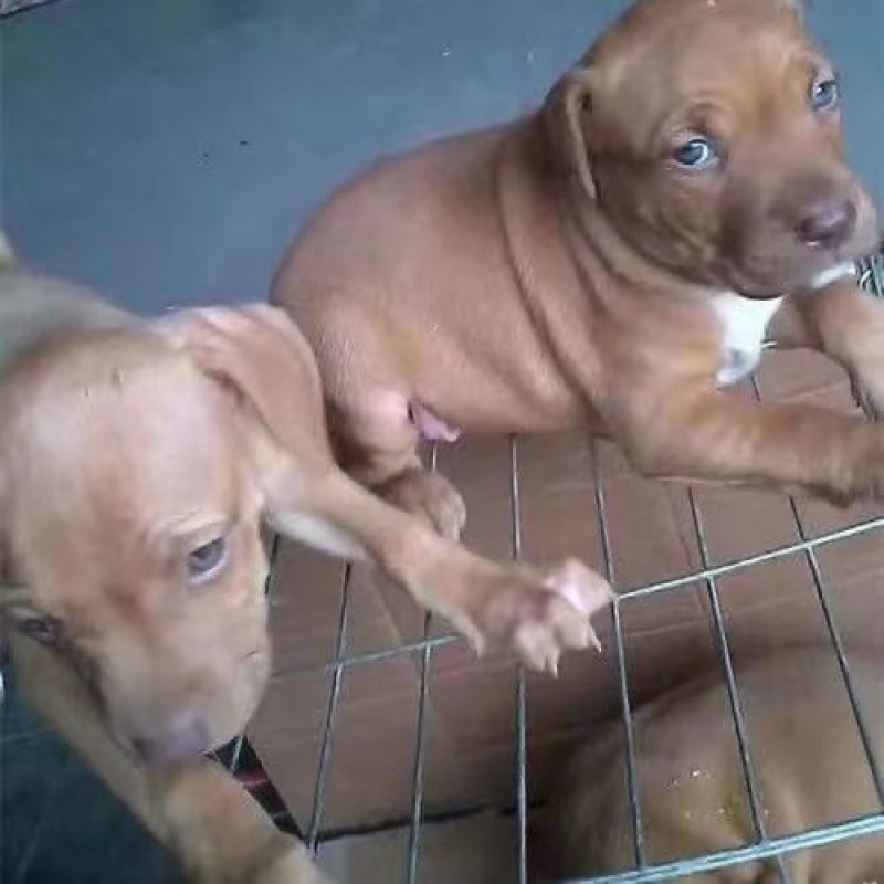 精品比特犬，狩猎，看家护院好帮手，疫苗驱虫齐全发全国各地