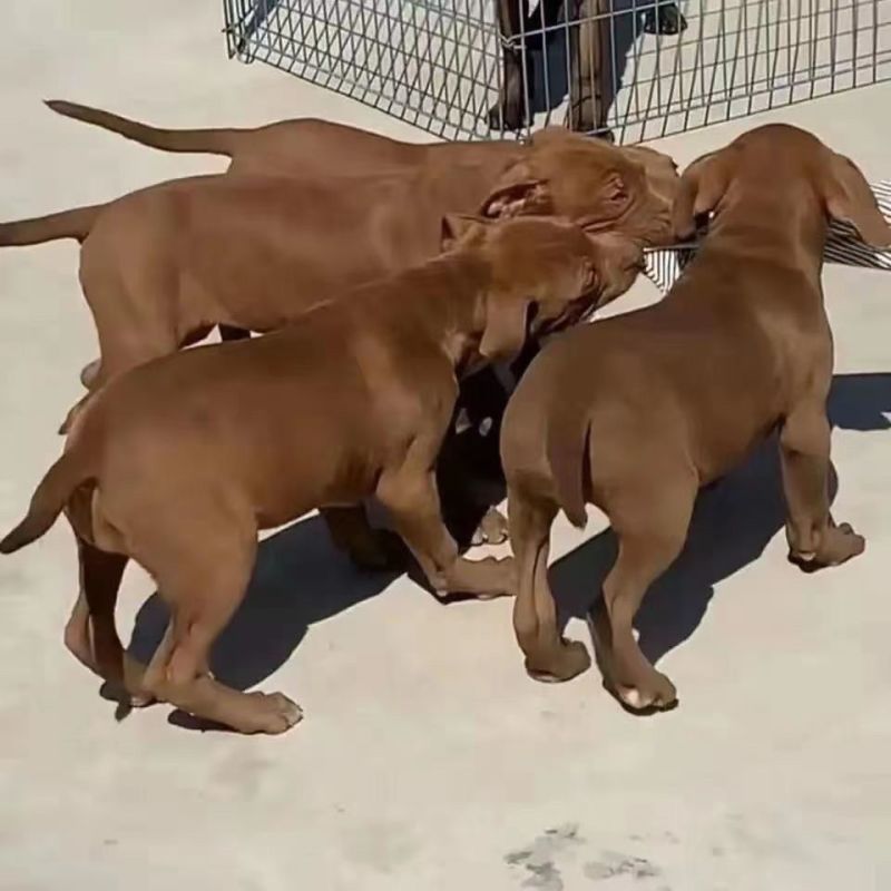 精品比特犬，狩猎，看家护院好帮手，疫苗驱虫齐全发全国各地