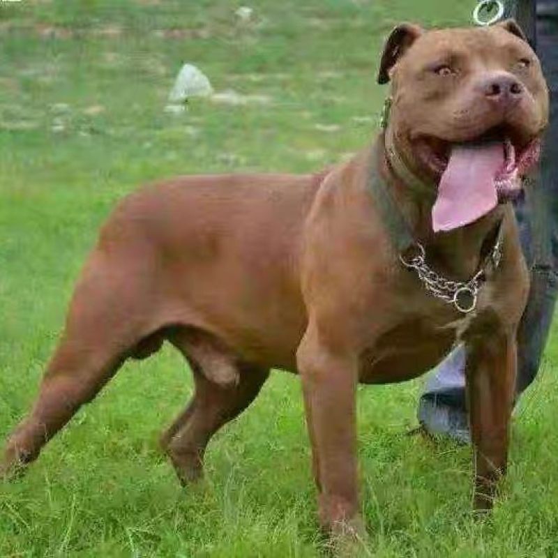 精品比特犬，狩猎，看家护院好帮手，疫苗驱虫齐全发全国各地