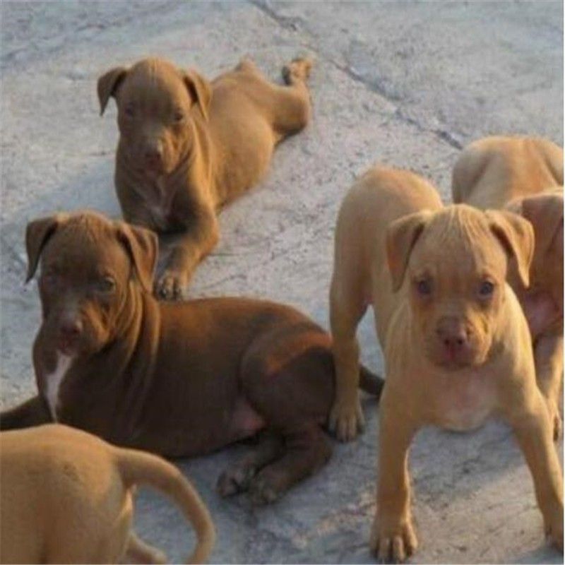 精品比特犬，狩猎，看家护院好帮手，疫苗驱虫齐全发全国各地