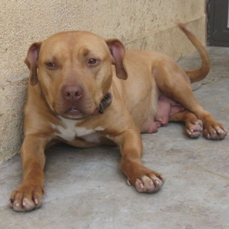 精品比特犬，狩猎，看家护院好帮手，疫苗驱虫齐全发全国各地