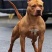 精品比特犬，狩猎，看家护院好帮手，疫苗驱虫齐全发全国各地