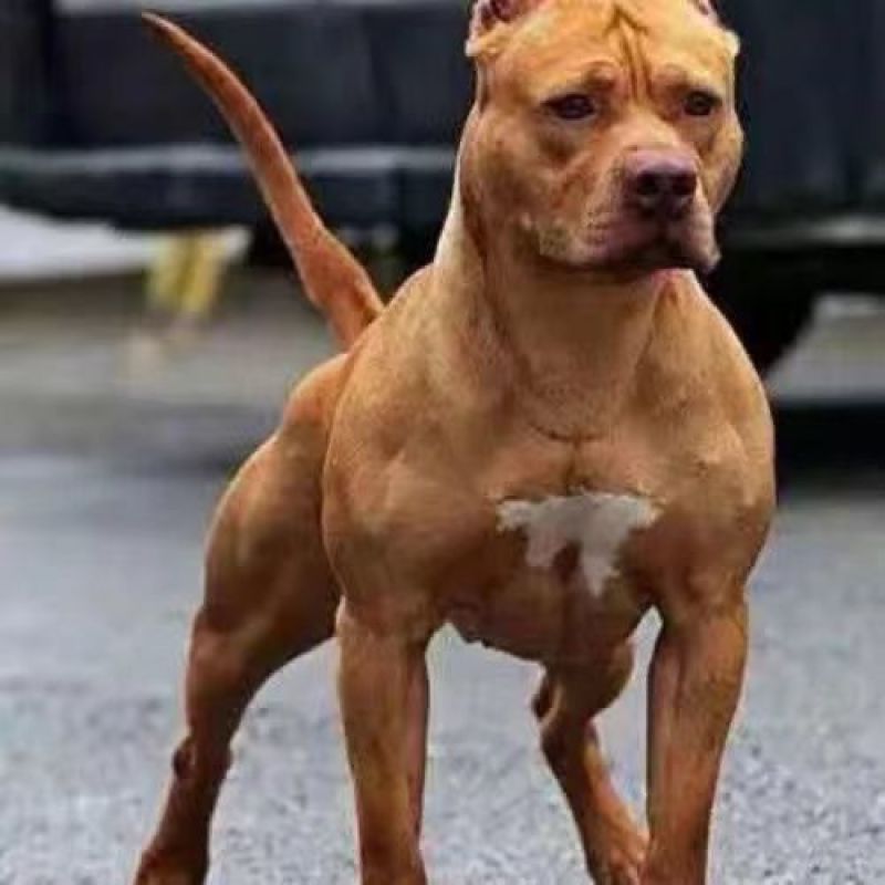精品比特犬，狩猎，看家护院好帮手，疫苗驱虫齐全发全国各地