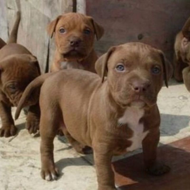 精品比特犬，狩猎，看家护院好帮手，疫苗驱虫齐全发全国各地