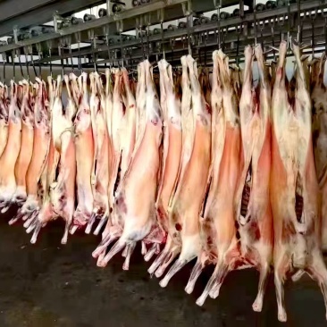 【山羊肉】陕北横山羊肉每天现宰，可以常年供货