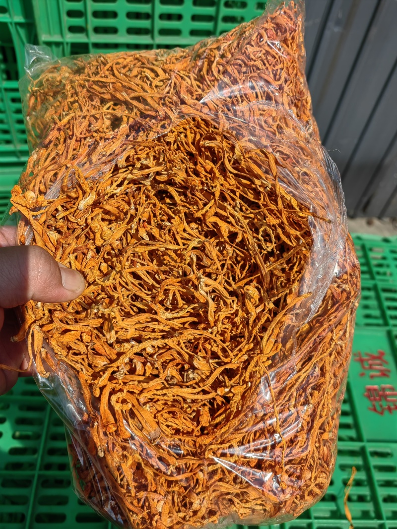 虫草花