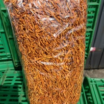 虫草花