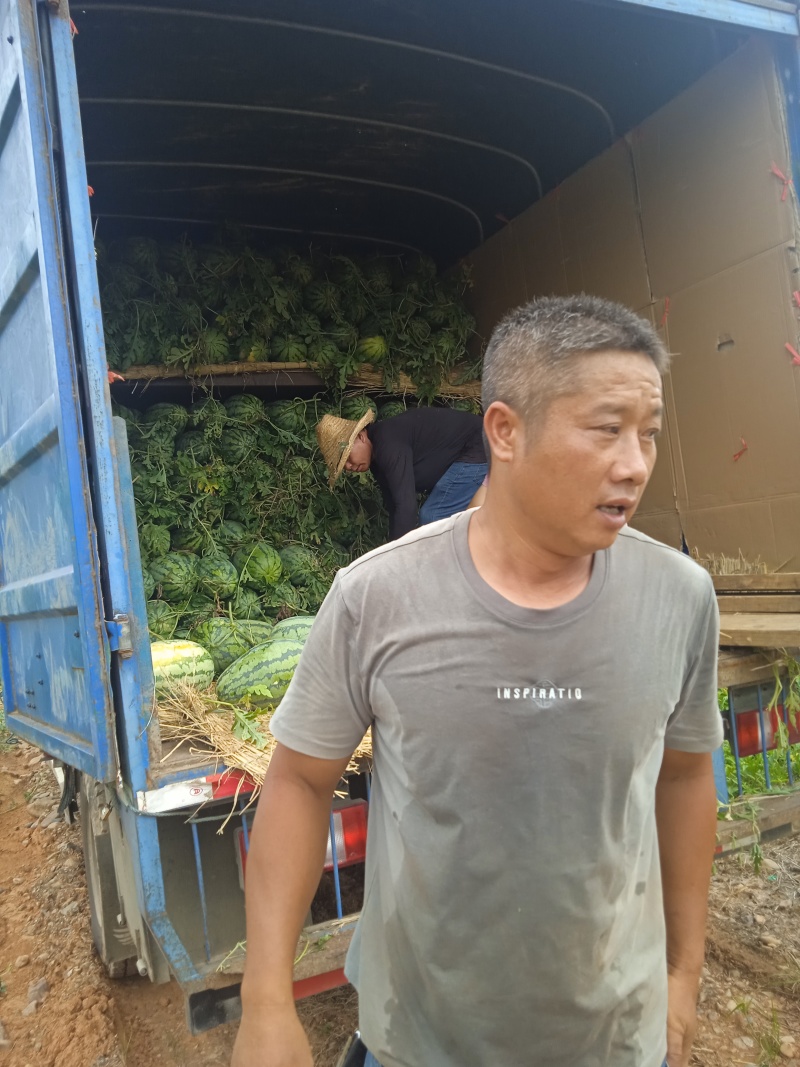 广西桂林兴安甜王.美都等都有