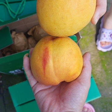 黄油桃红油桃各品种油桃毛桃陆续开园中持续到九月底