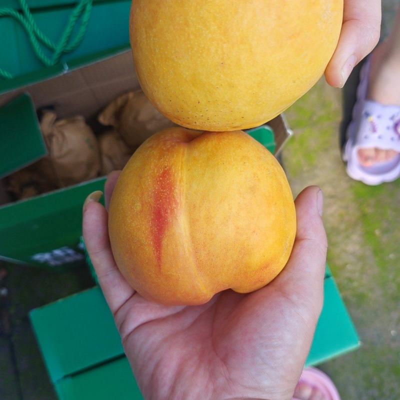 黄油桃红油桃各品种油桃毛桃陆续开园中持续到九月底