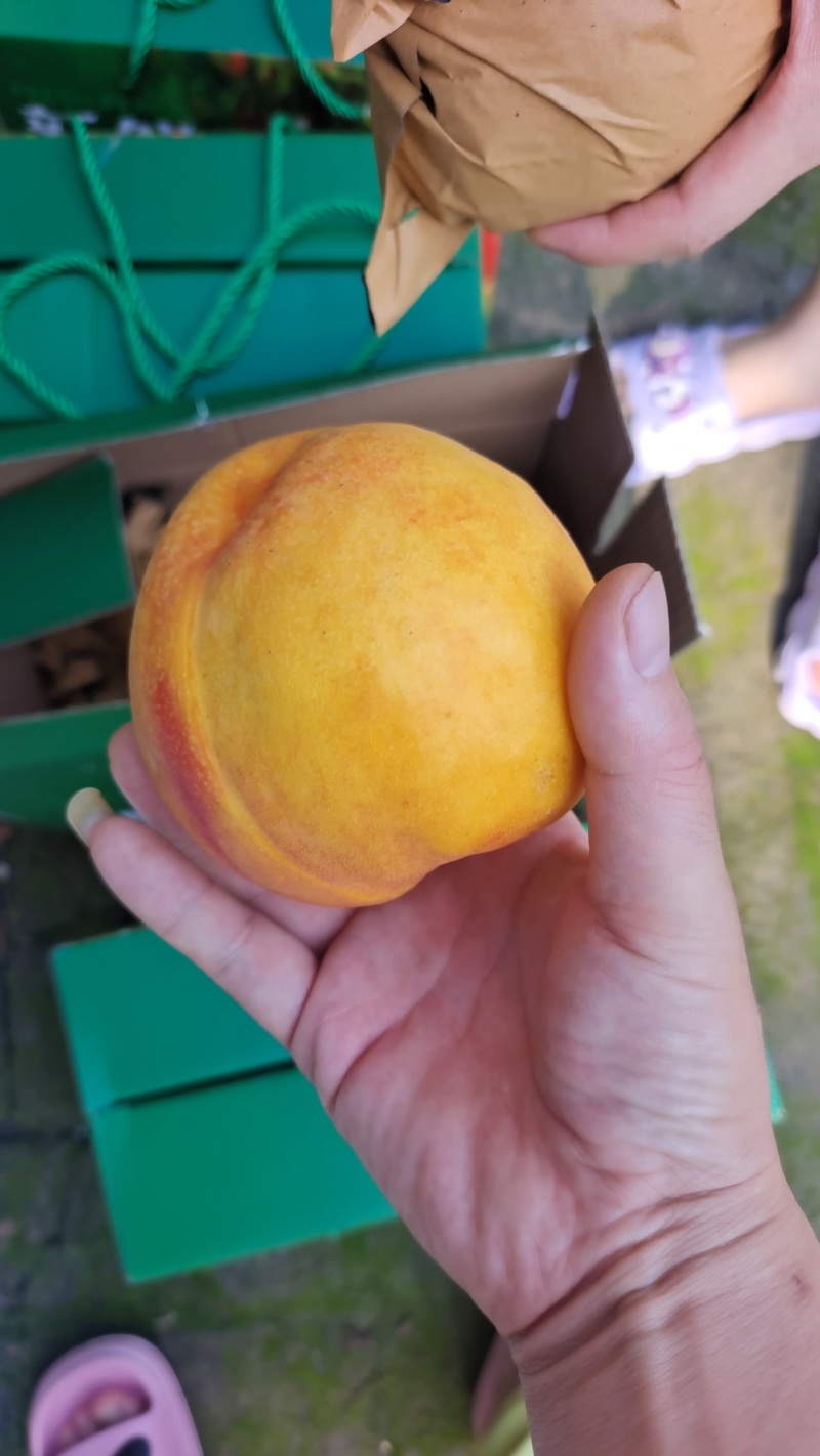 黄油桃红油桃各品种油桃毛桃陆续开园中持续到九月底