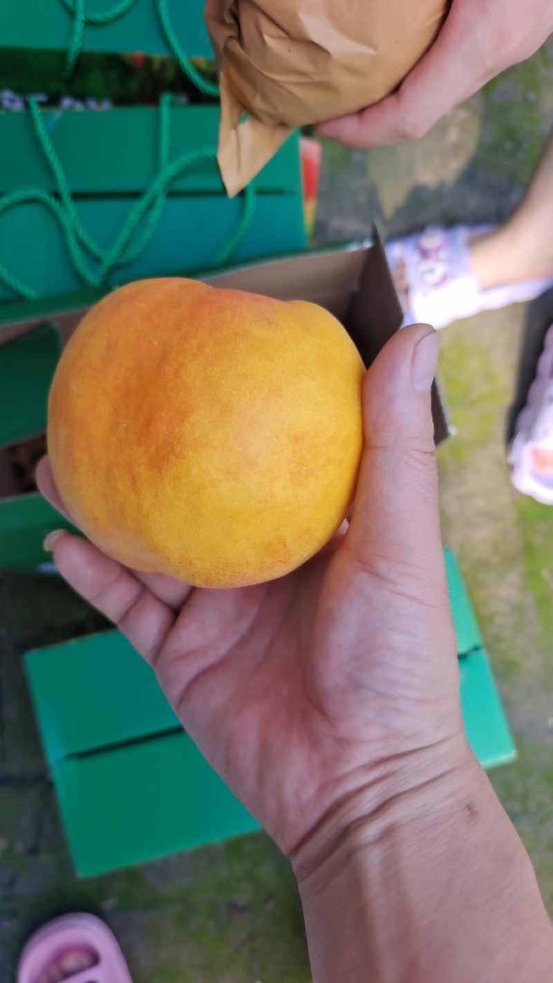 黄油桃红油桃各品种油桃毛桃陆续开园中持续到九月底