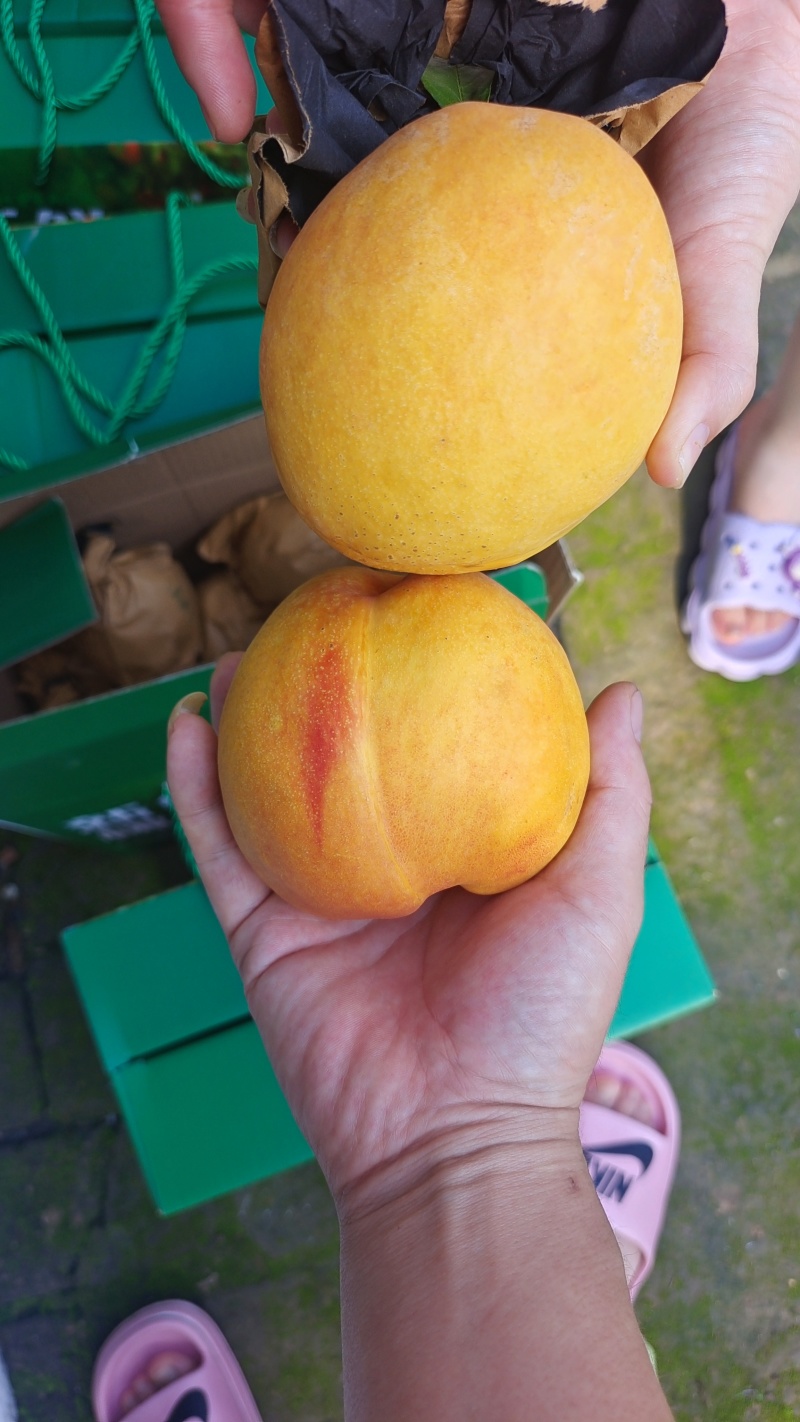 黄油桃红油桃各品种油桃毛桃陆续开园中持续到九月底