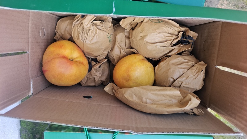 黄油桃红油桃各品种油桃毛桃陆续开园中持续到九月底
