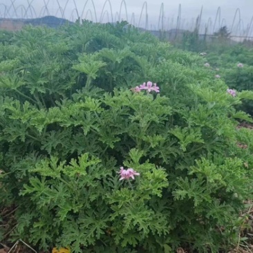 香叶天竺葵