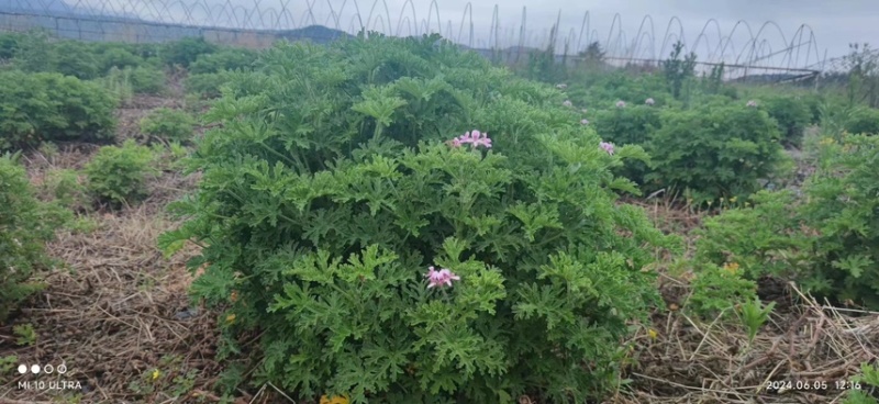 香叶天竺葵