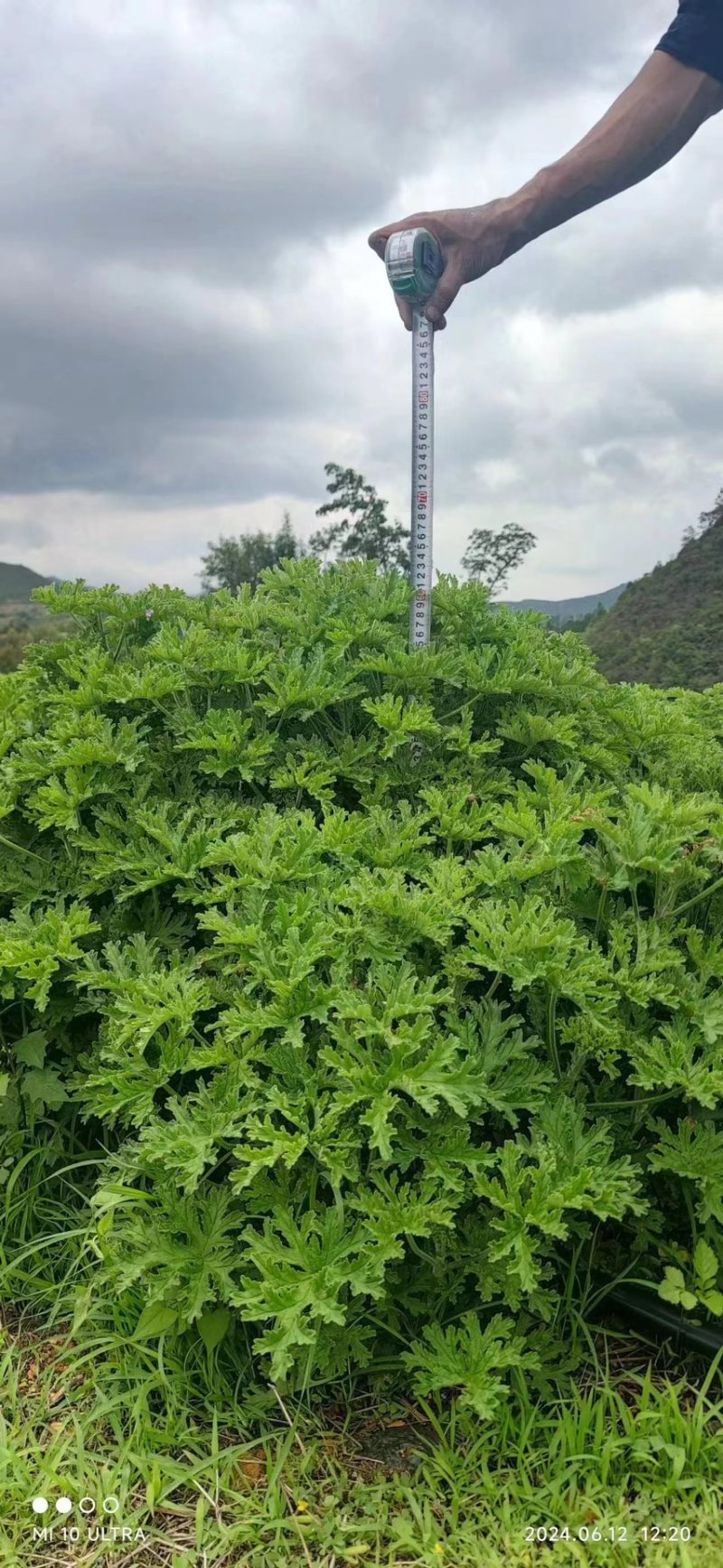 香叶天竺葵