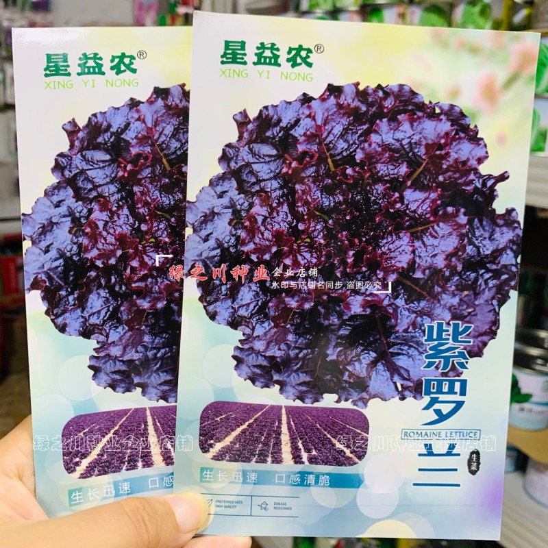 天禧紫罗兰保健菜种子营养蔬菜种子紫红色菜籽种四季生菜种子