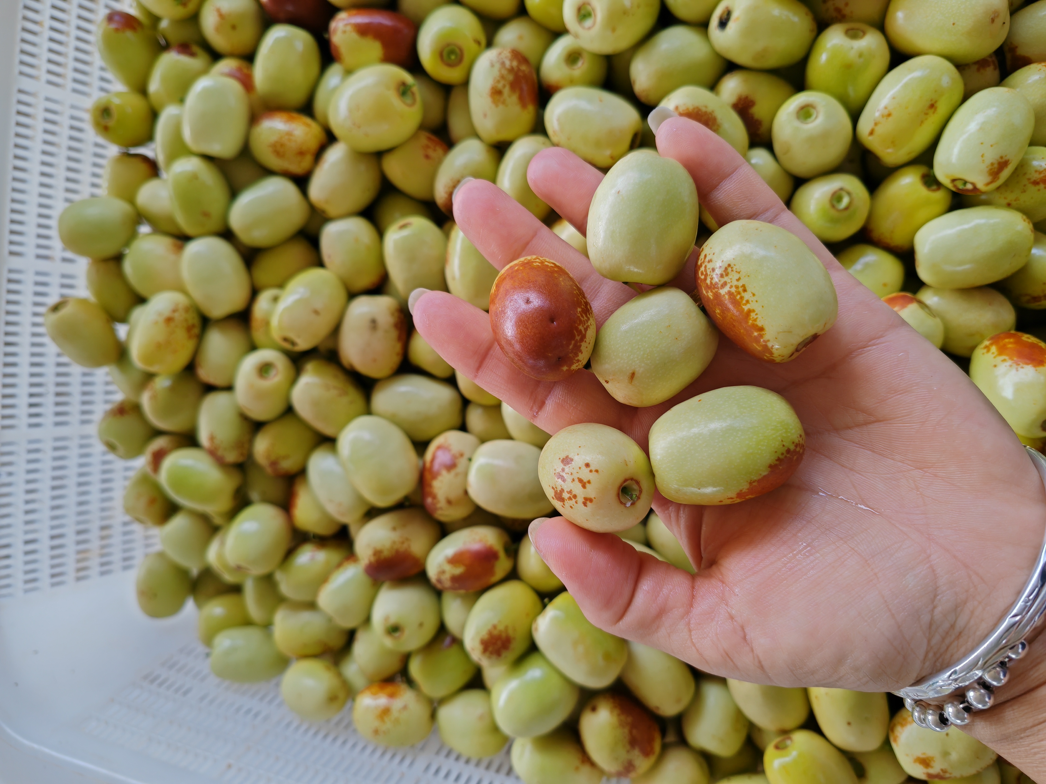 鲜枣与血糖监测对比图