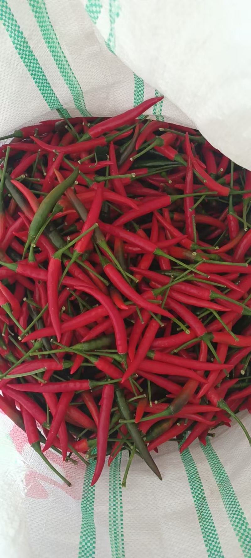 大量青椒，广东蔬菜，鲜辣椒，线椒，，红线椒，长辣椒，辣椒