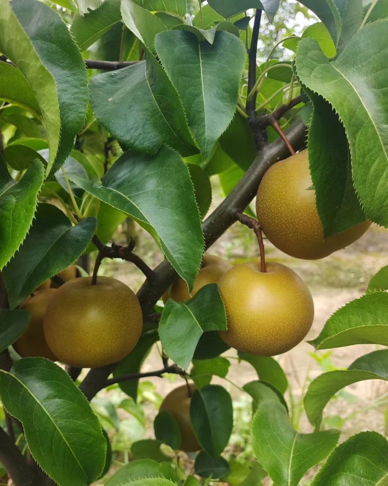 湖北沙梨