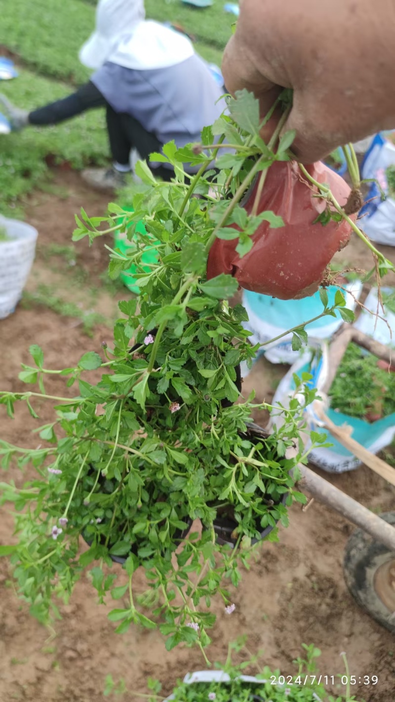 姬岩垂草量大价优支持视频看货欢迎来电品质保证来电