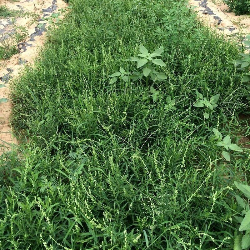 透骨草珍珠透骨草各种规格