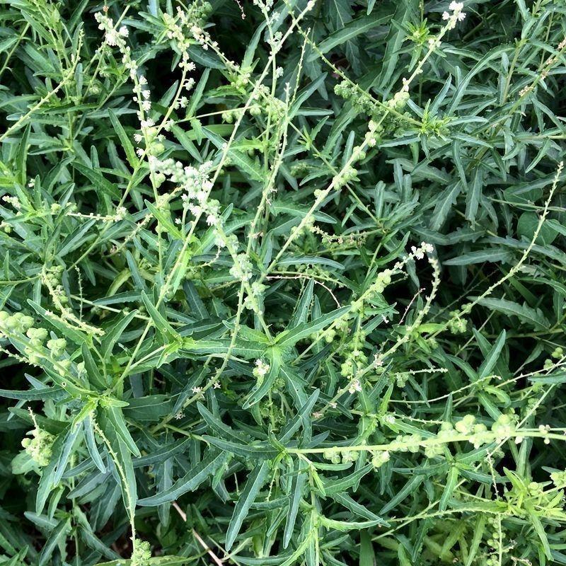 透骨草珍珠透骨草各种规格