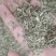 透骨草珍珠透骨草各种规格
