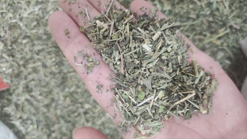 透骨草珍珠透骨草各种规格