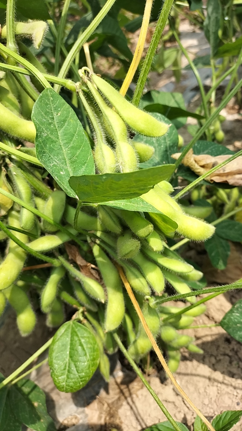 毛豆大量上市，颗粒饱满，质量很好，适合电商团购