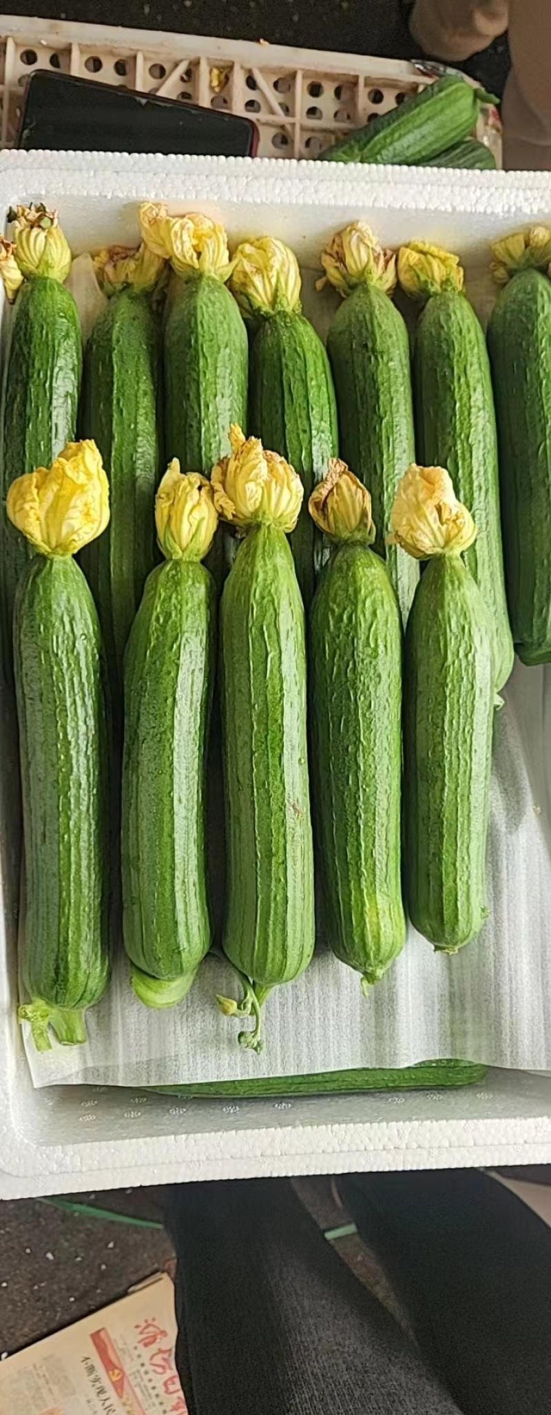 油丝瓜