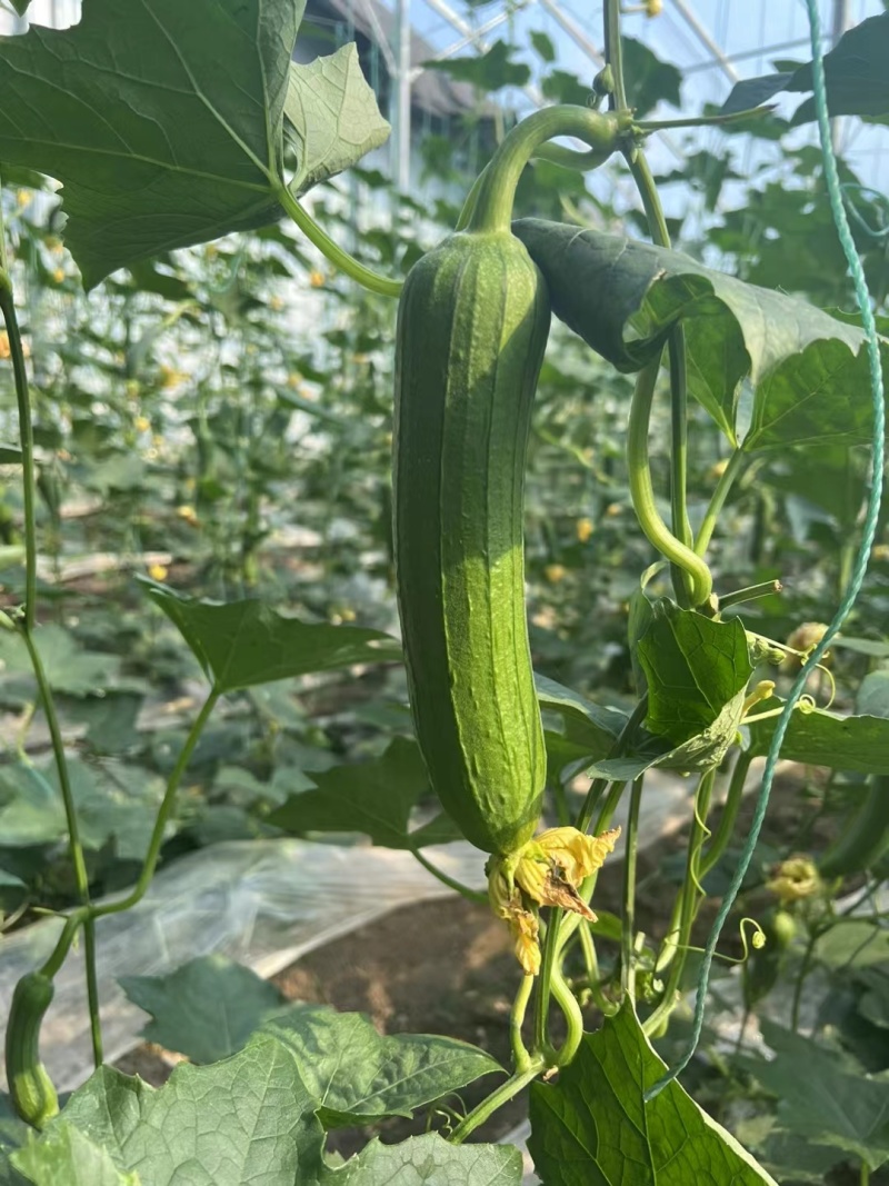 油丝瓜