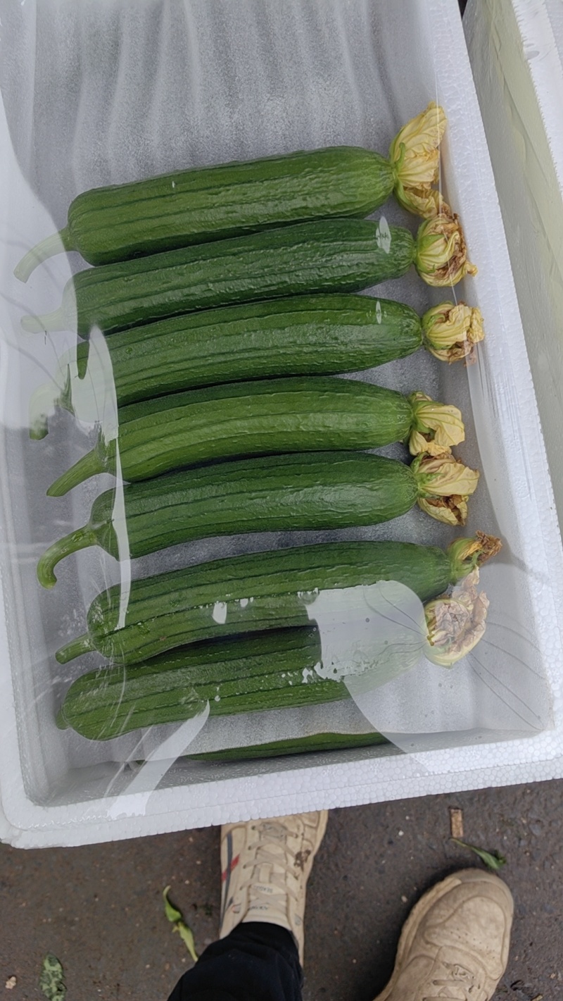 油丝瓜