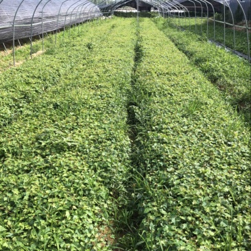 白蔹种苗湖北随州原产地种子育苗根茎类中药材地道白肉