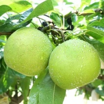 头茬早梨，翠冠，皇冠梨，皮薄，肉嫩，汁多，清脆可口