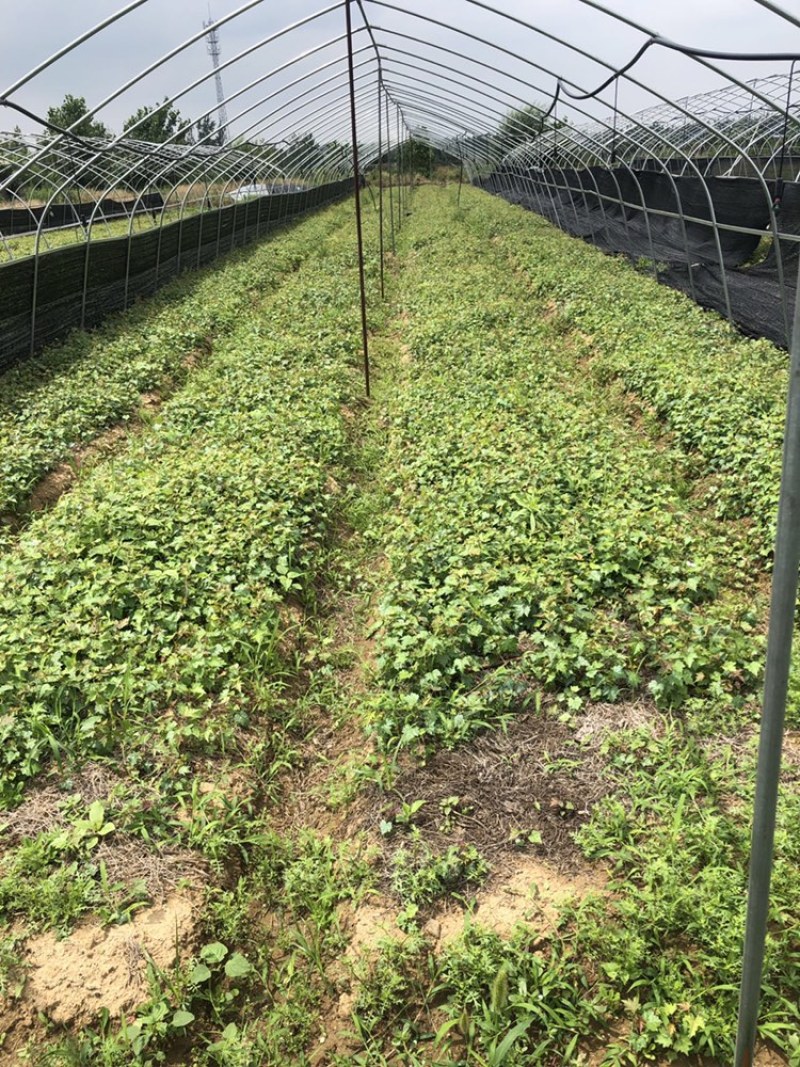 白蔹种苗湖北随州原产地种子育苗根茎类中药材地道白肉