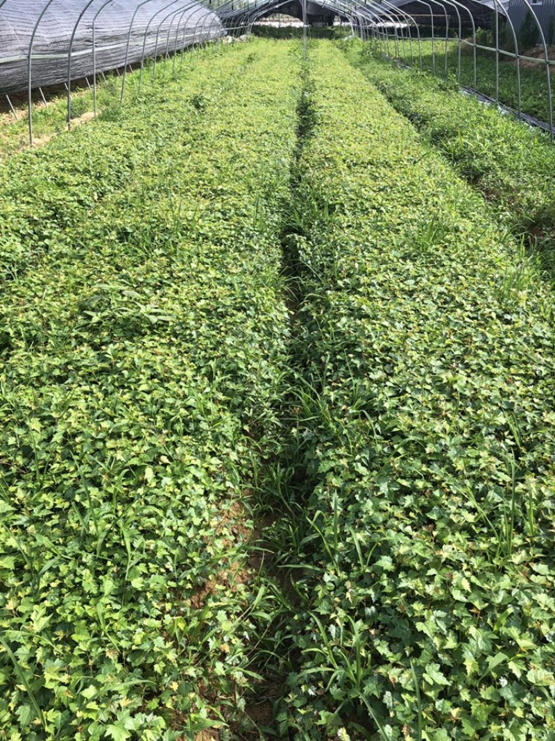 白蔹种苗湖北随州原产地种子育苗根茎类中药材地道白肉