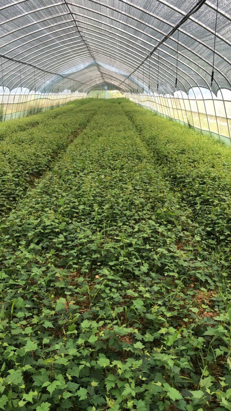 白蔹种苗湖北随州原产地种子育苗根茎类中药材地道白肉