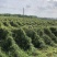 白蔹种苗湖北随州原产地种子育苗根茎类中药材地道白肉