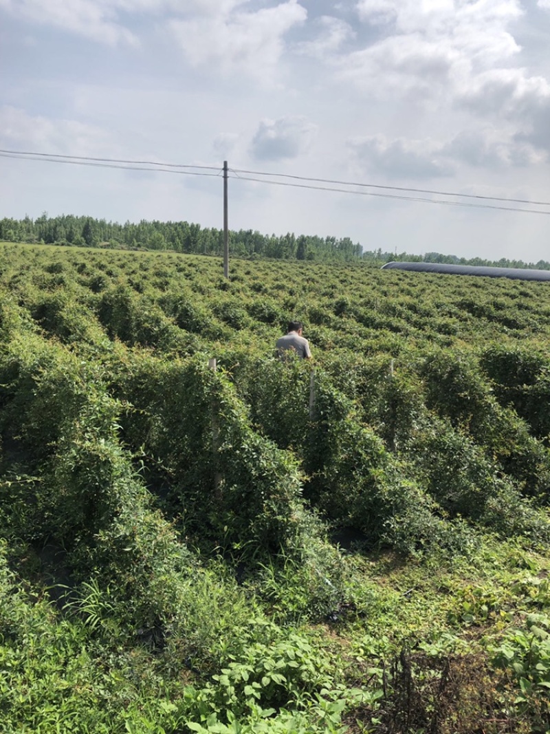 白蔹种苗湖北随州原产地种子育苗根茎类中药材地道白肉