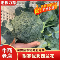 精品西兰花新鲜脆嫩产地大量上市货源充足价格优惠对接市场