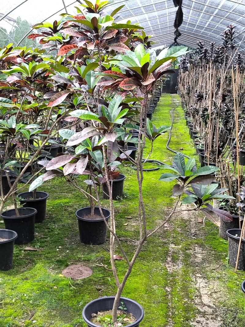 老桩变叶木