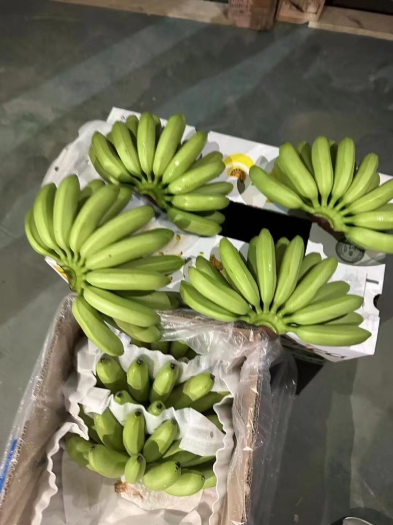 香蕉基地供应量大质优价优一手货源支持视频看货
