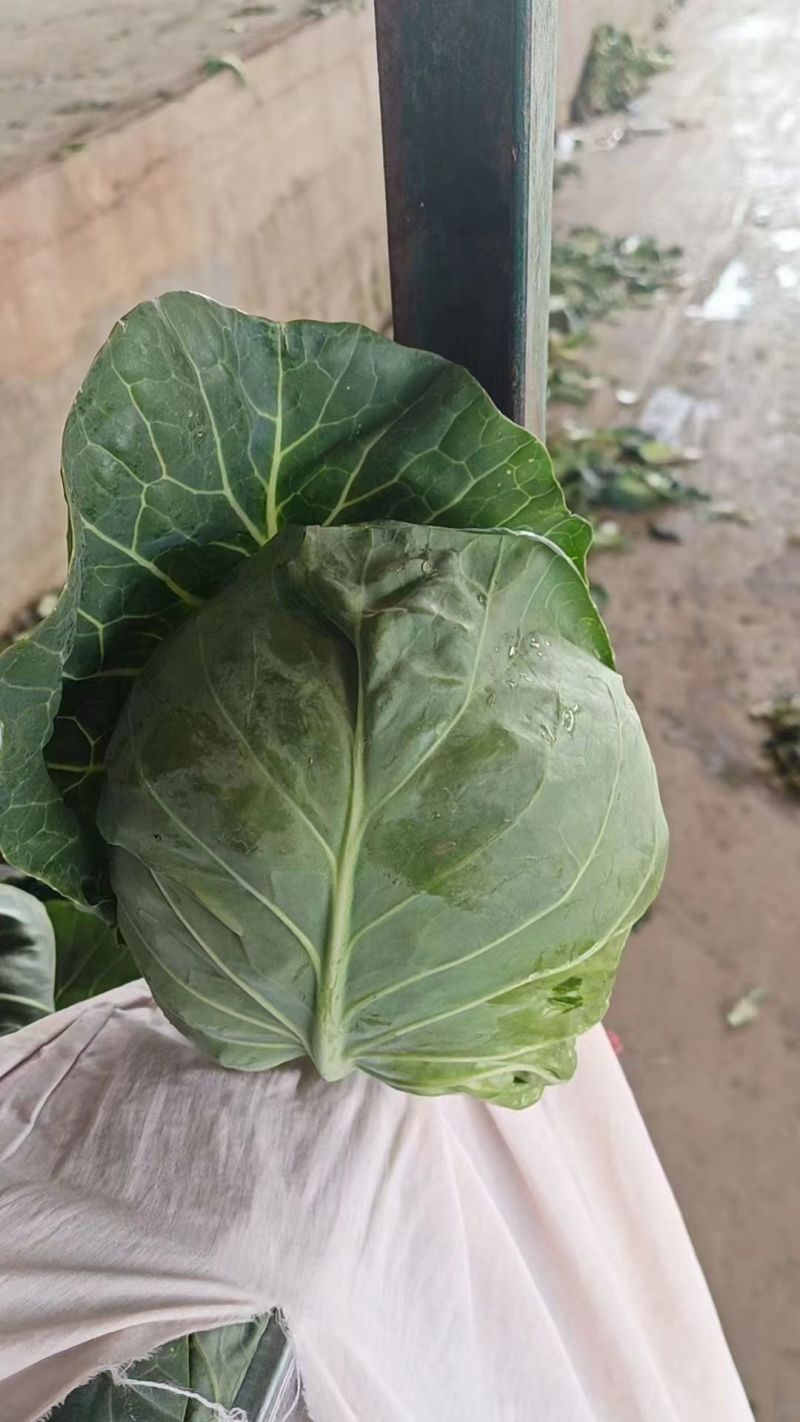 甘肃甘蓝类-圆包菜-小根子-屁股绿-基地直发-宣绿包菜