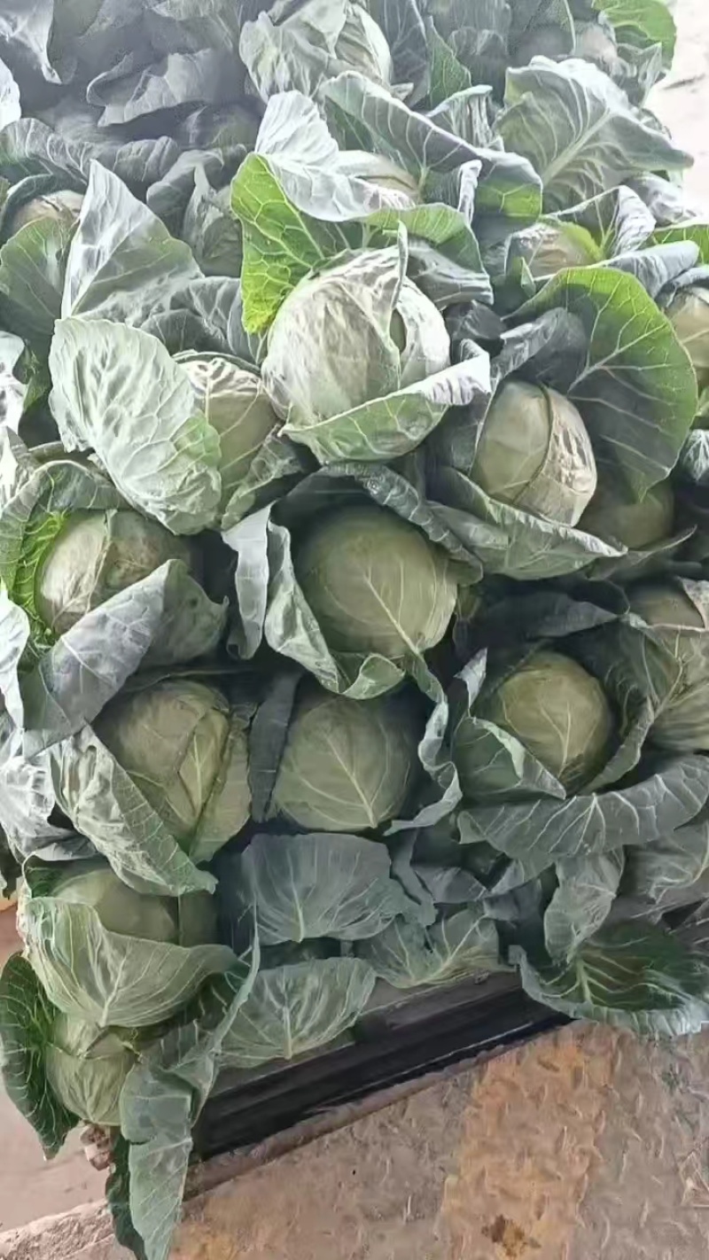 甘肃甘蓝类-圆包菜-小根子-屁股绿-基地直发-宣绿包菜