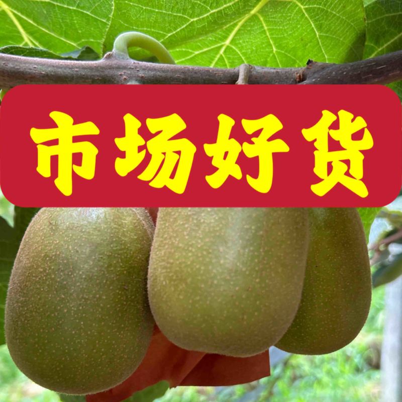 提供市场好货！阳光果！套袋果！手工分级更精准无伤果！